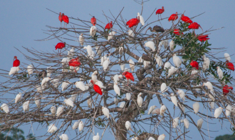 Casanare, una mina de biodiversidad