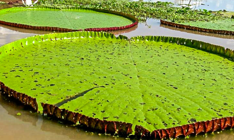 Top 3 Experiencias en el Amazonas