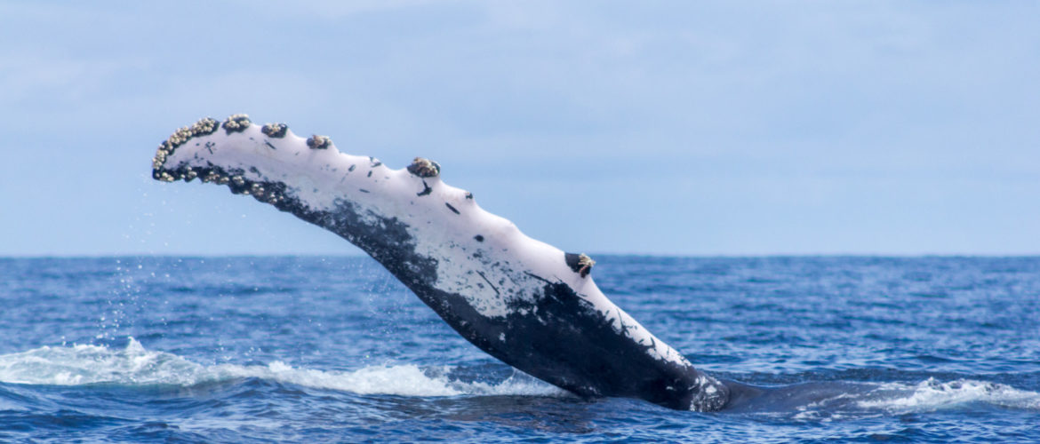 Guía para hacer avistamiento de ballenas responsable en Colombia