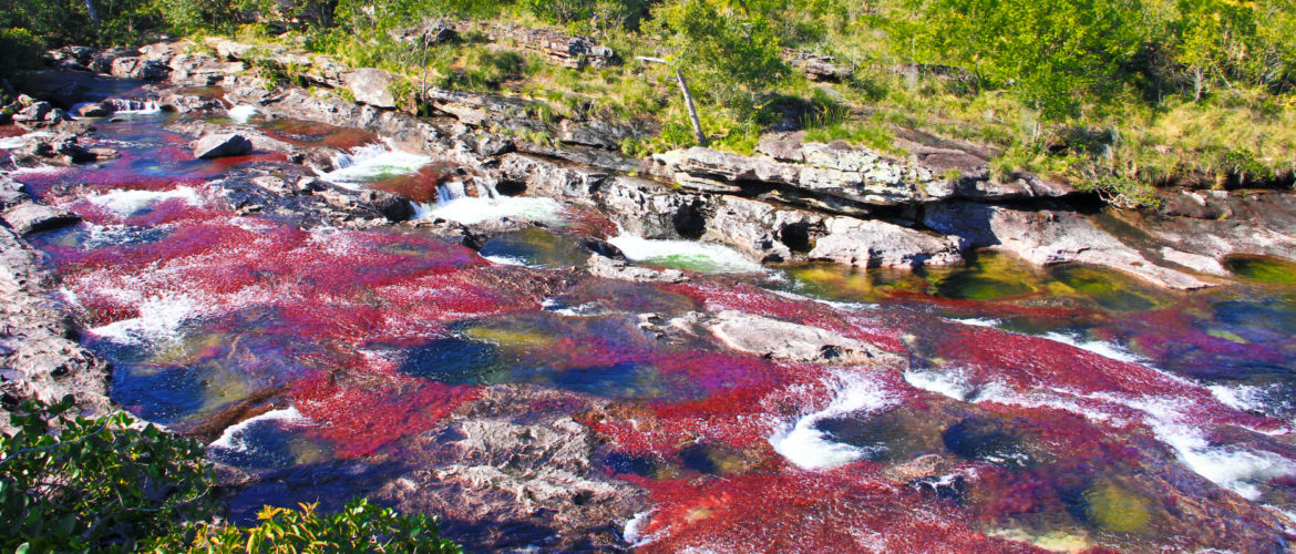 Recommendations for your trip to Caño Cristales, the most beautiful river in the world.