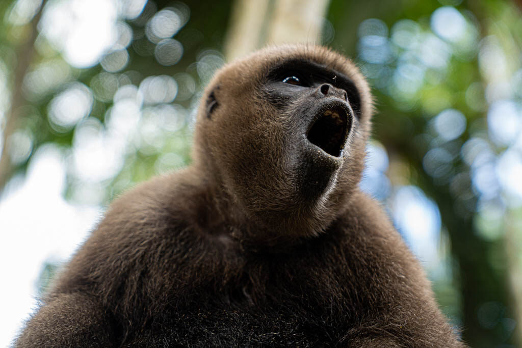 Primates del Amazonas