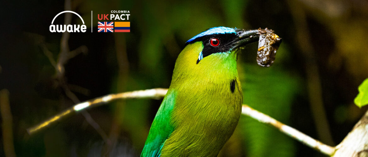 Avistamiento de aves en Colombia: ¿qué necesitas saber? | Awake