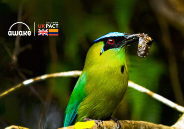 Avistamiento de aves en Colombia: ¿qué necesitas saber? | Awake