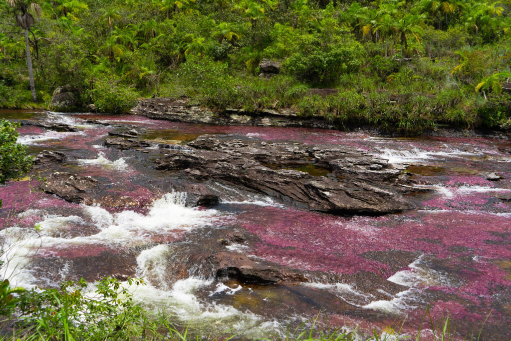 Caño Cristales: uno de los ríos de Colombia