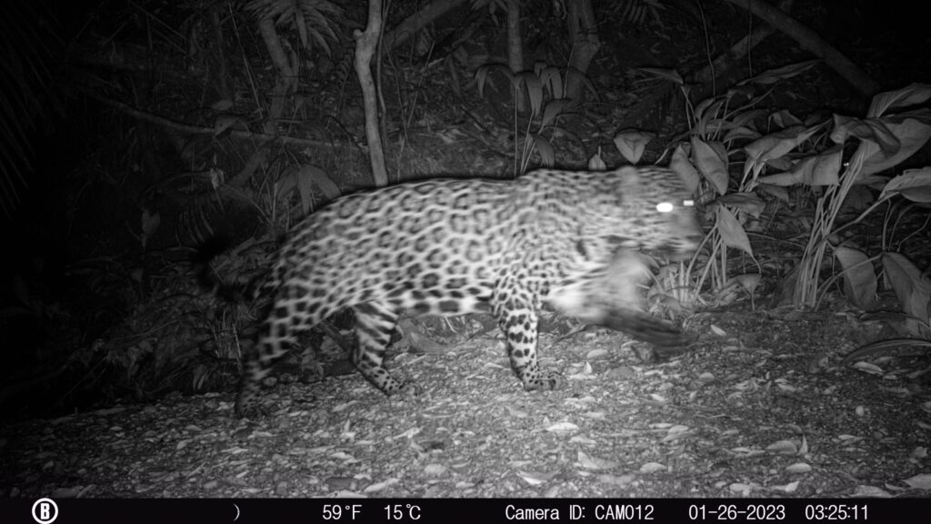 Jaguar captado por nuestras cámaras trampa