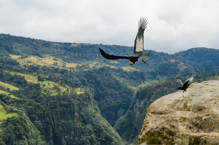 Awake Travel | Acércate al Cóndor ave nacional de Colombia