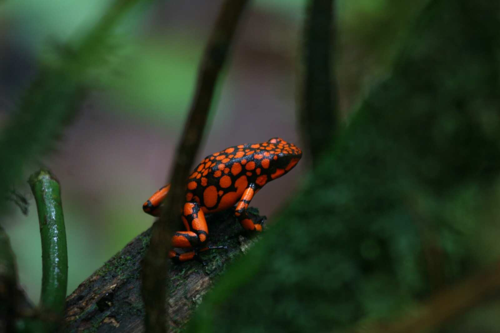 Awake Travel | Viajes de naturaleza