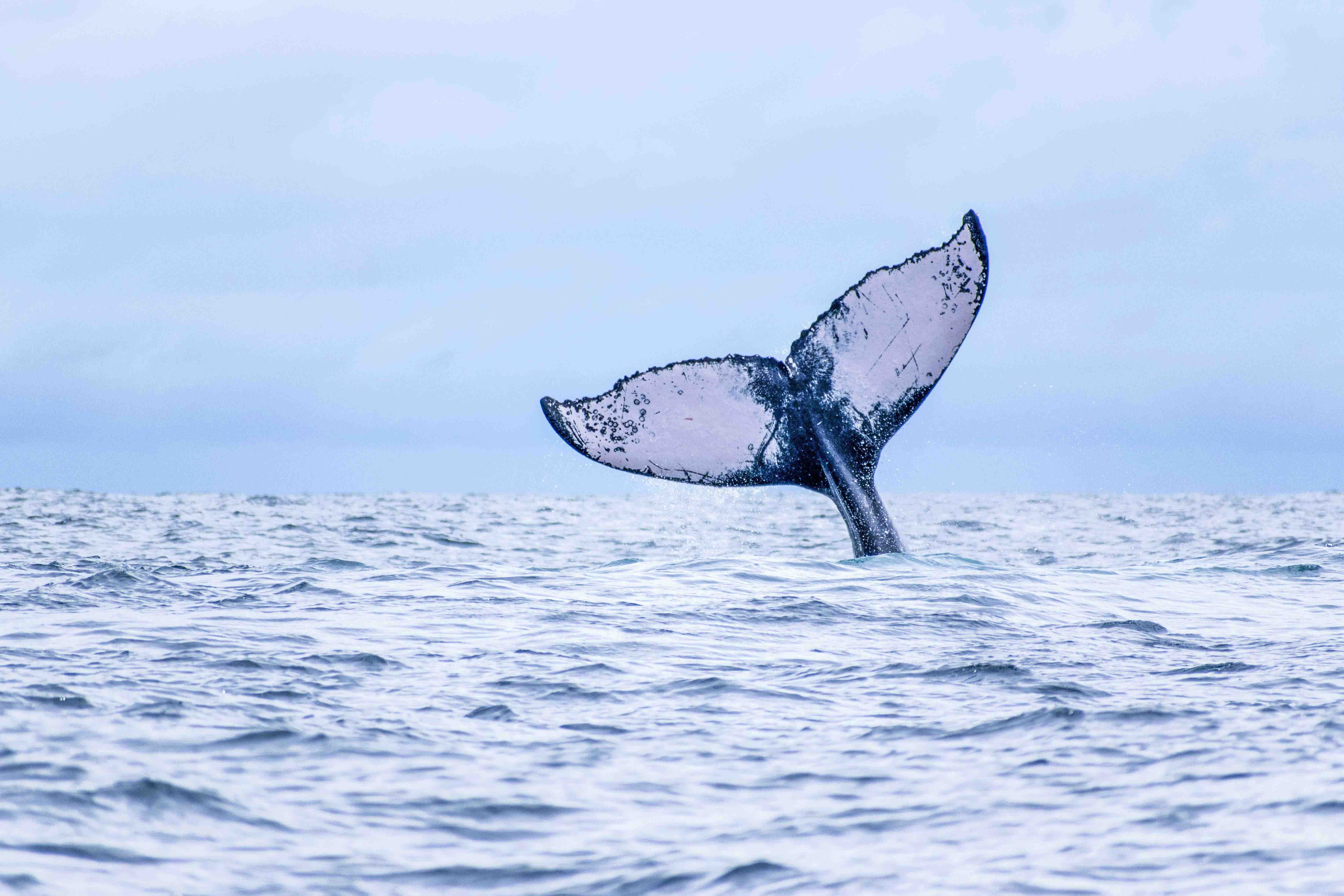 ABCTUR Colombia | ABCTUR Colombia