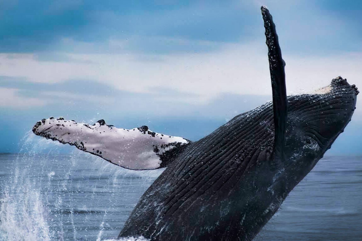 Awake Travel | Viajes de naturaleza