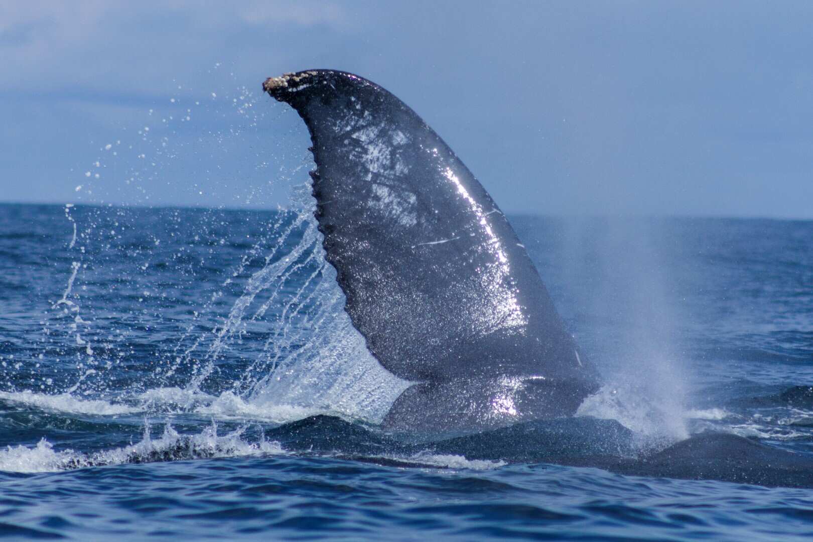 Awake Travel | Viajes de naturaleza