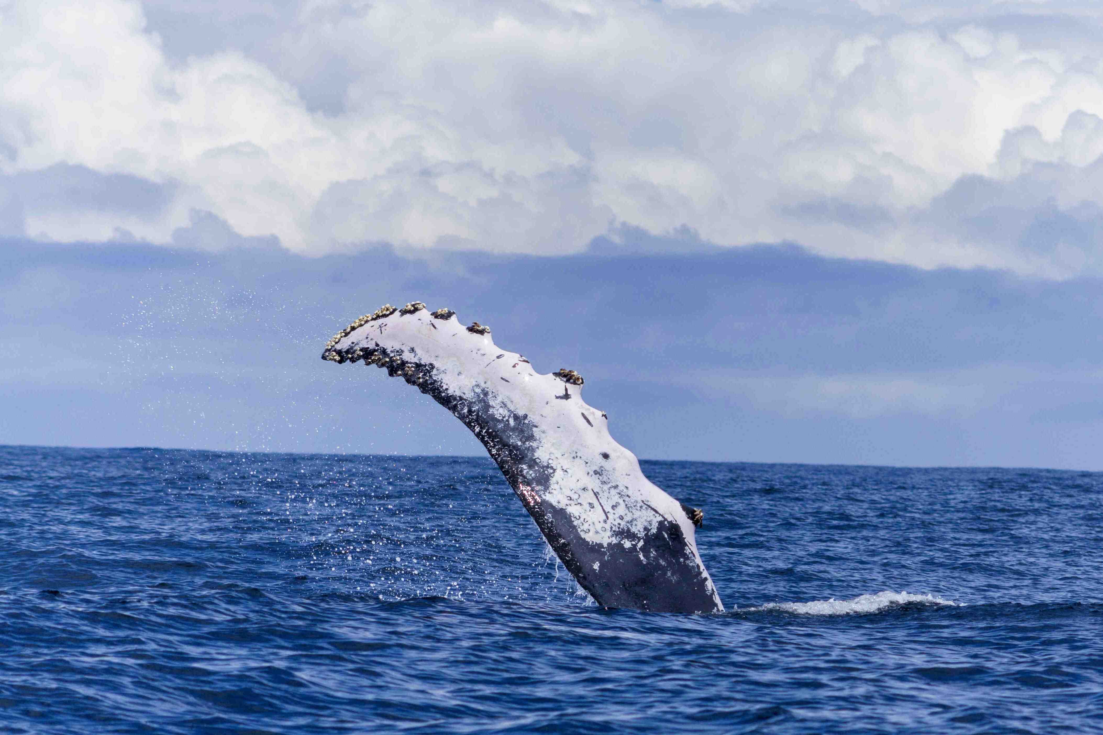 Awake Travel | Viajes de naturaleza