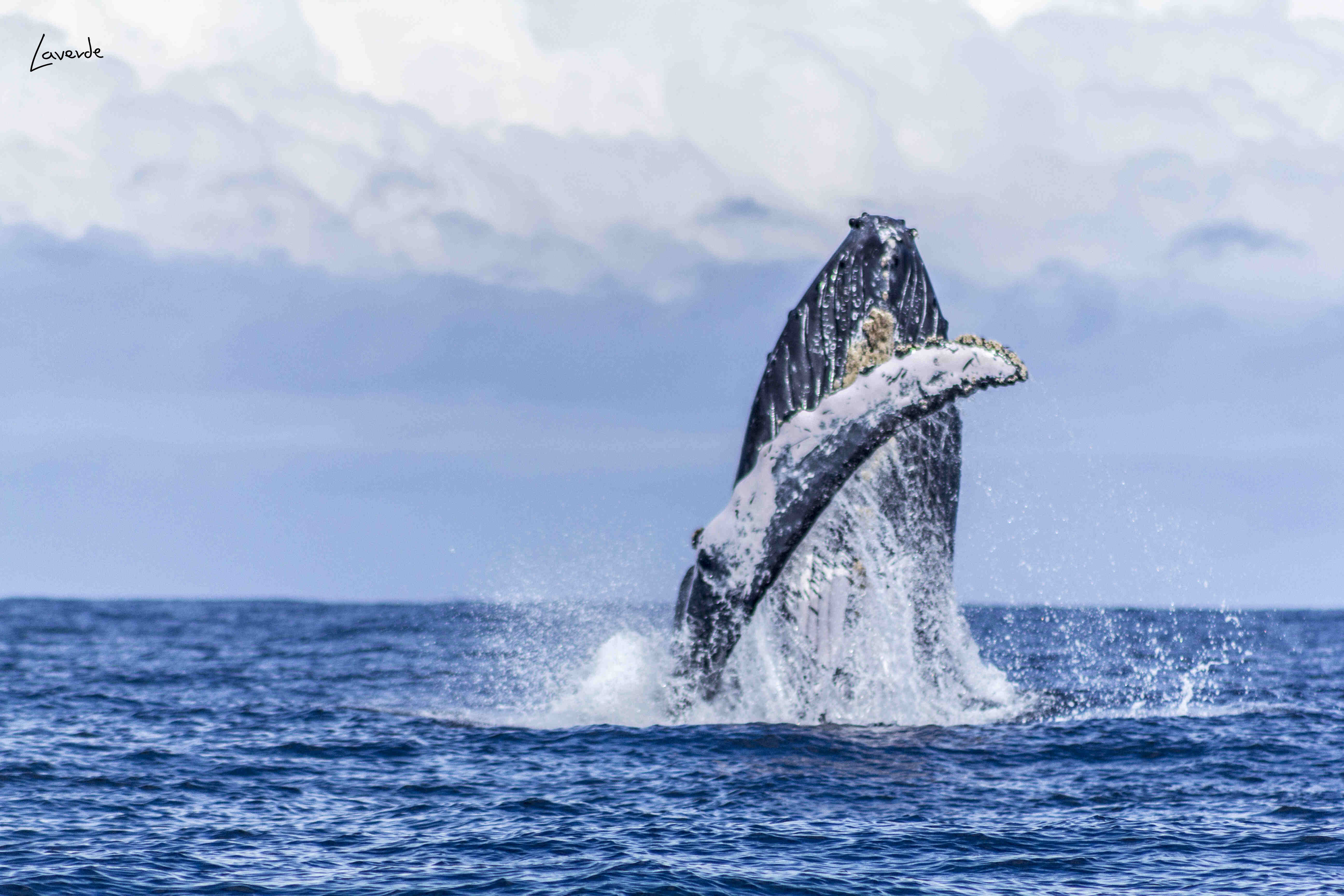 Awake Travel | Viajes de naturaleza