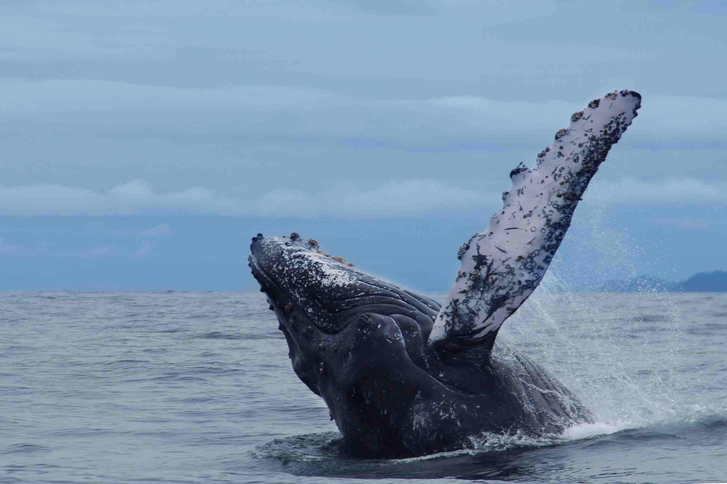 Awake Travel | Viajes de naturaleza