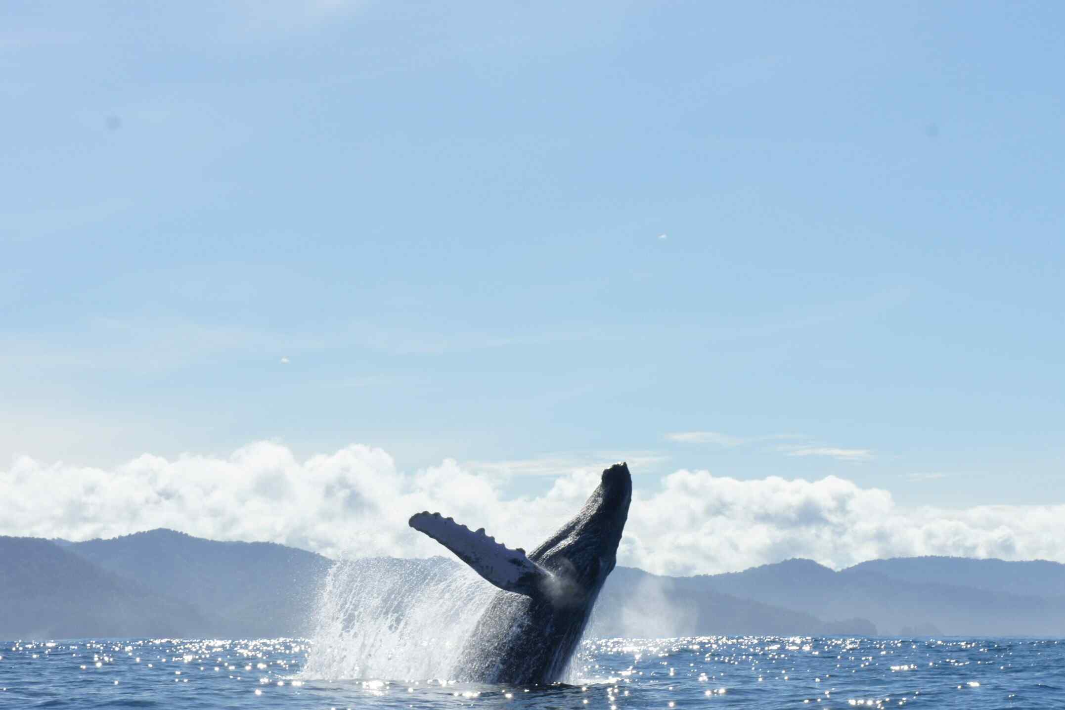 Awake Travel | Viajes de naturaleza